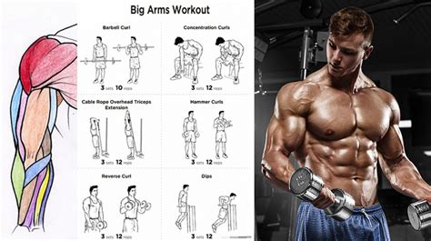 Bicep Workouts for mass | Bicep workouts for mass, Good arm workouts, Biceps workout