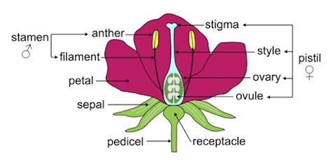 What the stamen said to the pistil - Bleeding Heartland