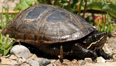 Common musk turtle - Belle Isle Nature Center