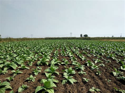 Tobacco farming’s last puff in Prakasam