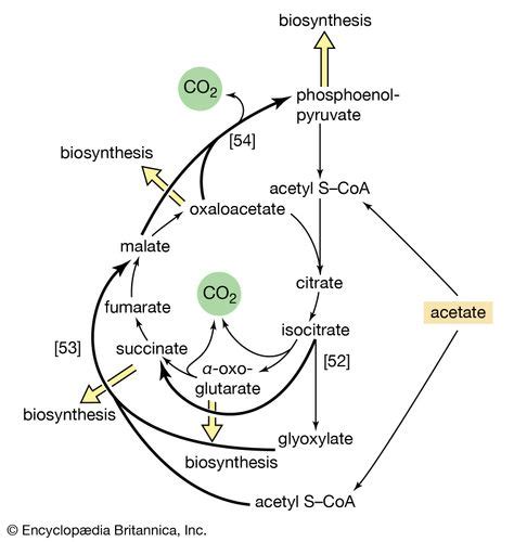 Metabolism - Anaplerotic routes | Britannica