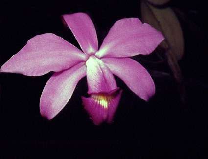 Orinoco's superb orchid - Venezuela Tuya