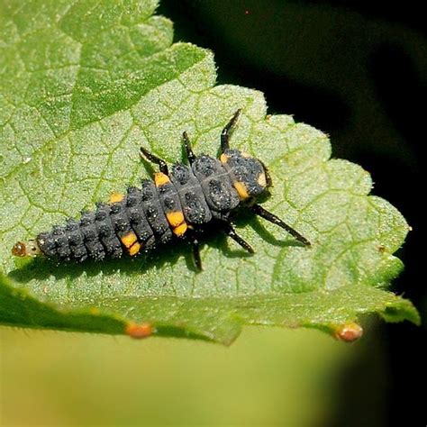 The Strange Life Cycle of the Ladybug | The Ark In Space