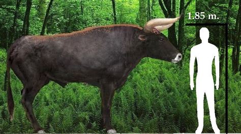 Prehistoric Cows