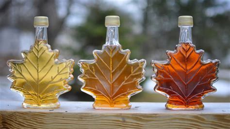 Maple syrup could help fight bacterial infections, Canadian scientists find - Trending - CBC News