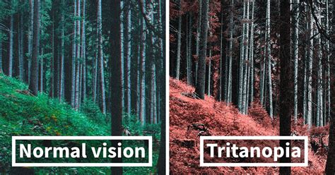 Here’s How Colorblind People With Tritanopia See The World | Bored Panda