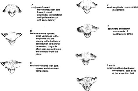 a-g. Characteristics of pinna movements produced by sitespecific ...