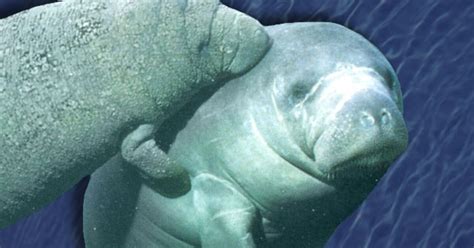 Manatee feeding experiment starts slowly as cold looms