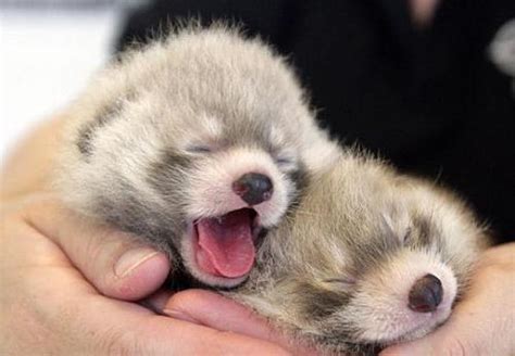 Ridiculous Red Panda Cubs - ZooBorns