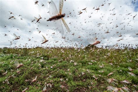 East Africa’s plague of locusts and the bizarre climate science behind it