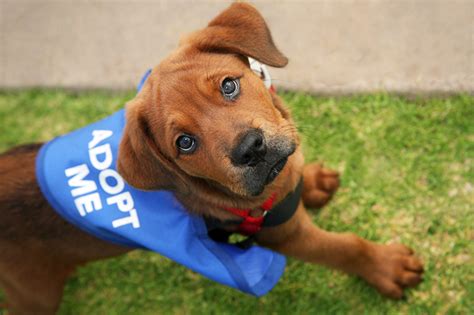 Adopt | San Diego Humane Society