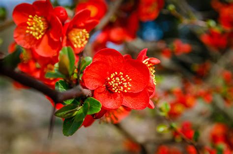 How to Grow Flowering Quince (Chaenomeles) | Gardener’s Path