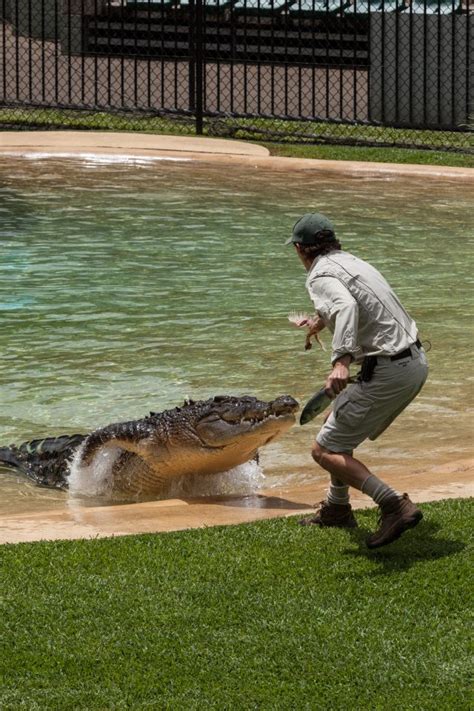 Crocodile Feeding Australia Zoo - Duncan.co