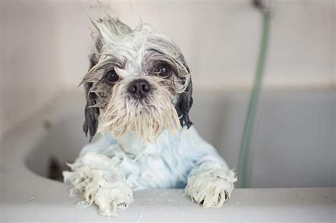 Shih Tzu Grooming - Shih Tzu Everything