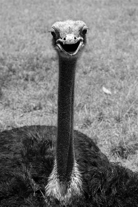 Ostrich Emu Photos, Download The BEST Free Ostrich Emu Stock Photos ...