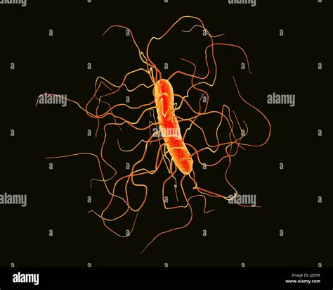 Clostridium difficile bacterium with peritrichous flagella, computer illustration. C. difficile ...