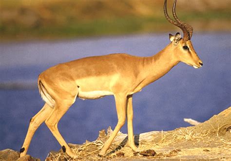 Impala (Antelopes) African Savanna - Facts & Information