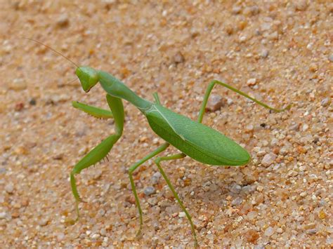 Best Praying Mantis for Beginners | Keeping Exotic Pets