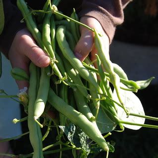 Fall beans | More beans picked today from the garden. It kee… | Flickr