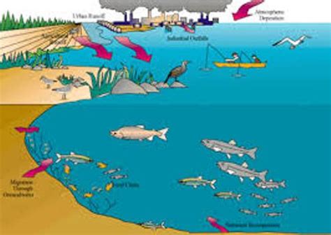 10 Facts about Bioaccumulation | Fact File