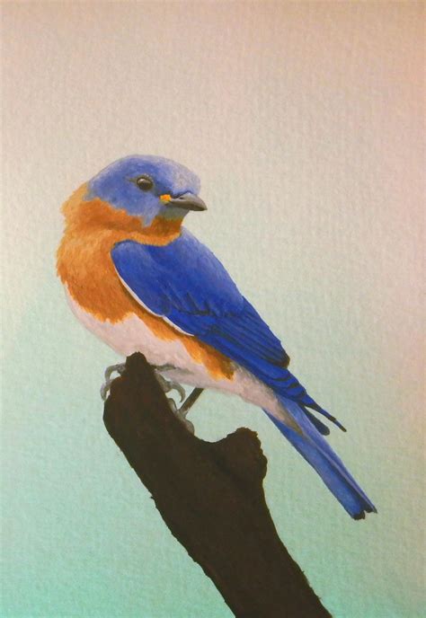 Eastern Bluebird, gouache : r/Watercolor