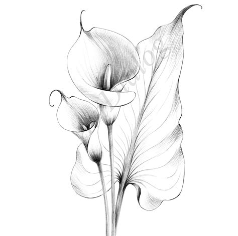 Calla Lily Sketch Botanical Print Digital File JPEG Hygge - Etsy