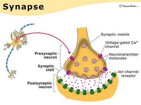 Simple Synapse Diagram