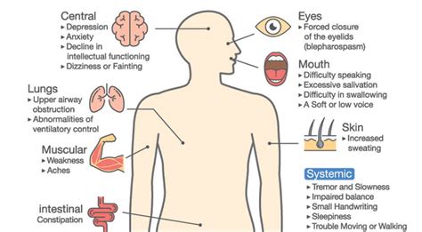 Reticular Formation - The Definitive Guide | Biology Dictionary