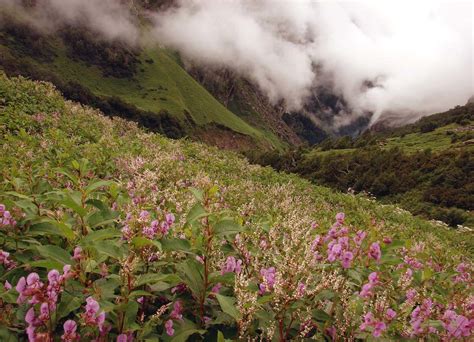 Nanda Devi and Valley of Flowers National Parks