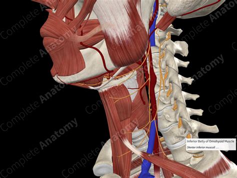 Inferior Belly of Omohyoid Muscle | Complete Anatomy