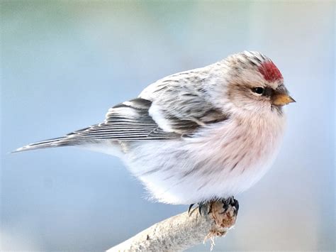 Hoary Redpoll - eBird