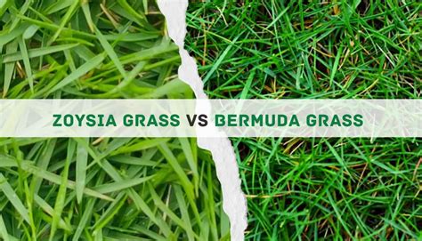 Zoysia Grass Vs Bermuda: Key Differences And The Winner!