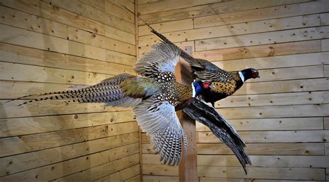 Pair of Pheasant Taxidermy Mounts | AfricaHunting.com