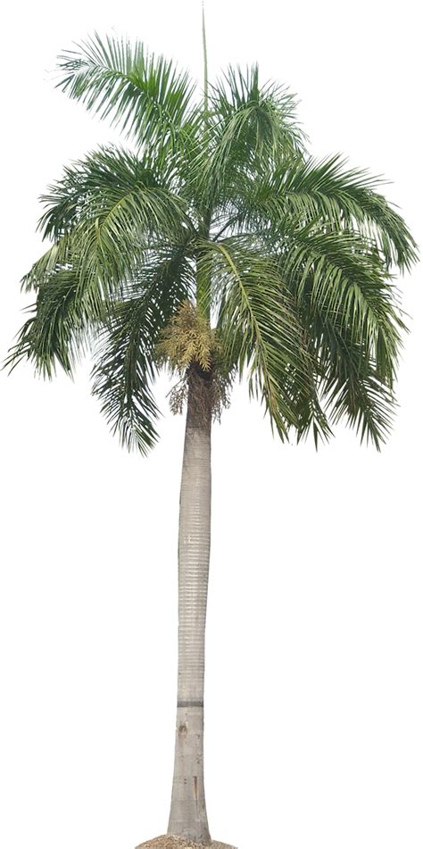 Tropical Plant Pictures: Roystonea Regia (Royal Palm)
