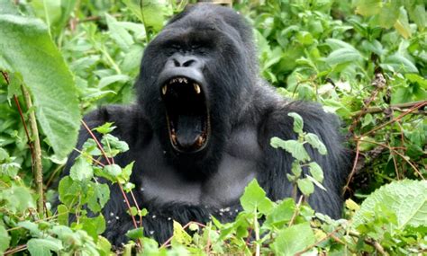 Silverback Gorilla Facts - Everything You Need To Know | Wildlife Trails