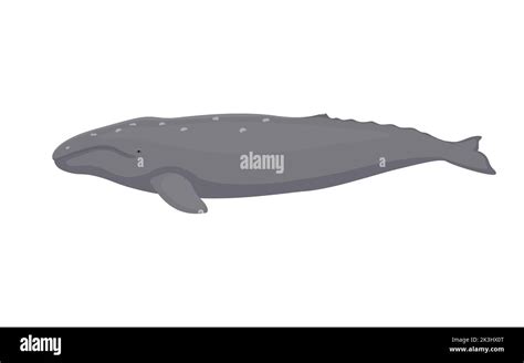 Gray whale. Vector illustration of a gray whale isolated on white. Flat ...