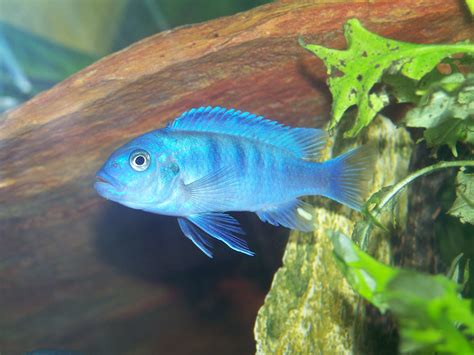 AFRICAN RIFT LAKE CICHLIDS: What are MBUNA?