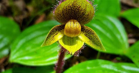 Cypripedium micranthum - The Small Flowered Cypripedium care | Travaldo's blog