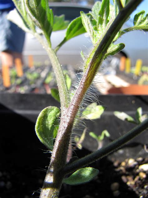 Solanum lycopersicon (garden tomato): Go Botany