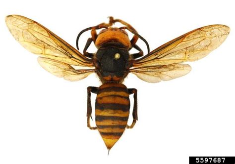 6 Things to Know About The Asian Giant Hornet - Insect Diagnostic Lab