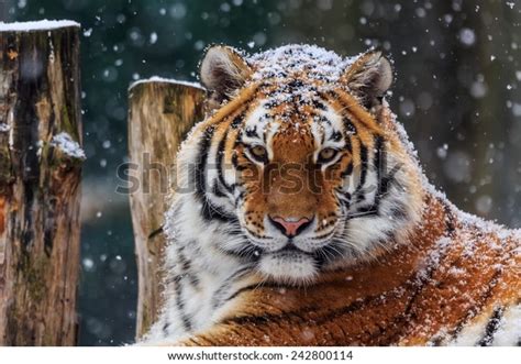 Siberian Tiger Snow Stock Photo (Edit Now) 242800114