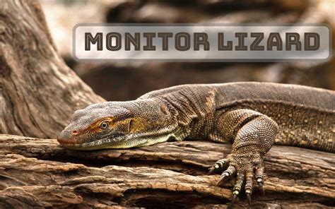 A Guide on Pet Lizard Caring - Monitor Lizard - The Barnyard Supply Co