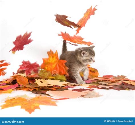 Kitten and fall leaves stock photo. Image of animal, fall - 9430674