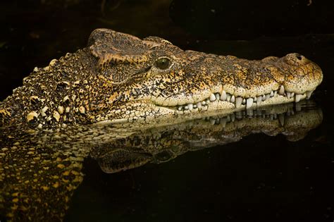 cuban crocodile Crocodiles, Alligators, Contest Winner, Photo Contest, Cuban, Animal Pictures ...