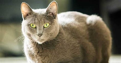 Fabulous Russian Cat Names - 55+ Powerful Names for Your Cat