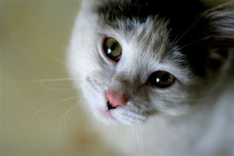 Fájl:Cat Cute.JPG - Wikipédia