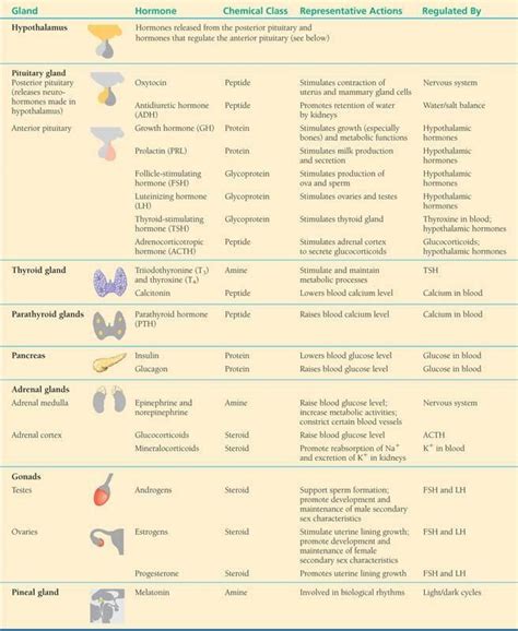 Pin by Margie C on Nursing | Endocrine system nursing, Nursing students, Nursing school