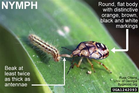 Spined Soldier Bug | NC State Extension