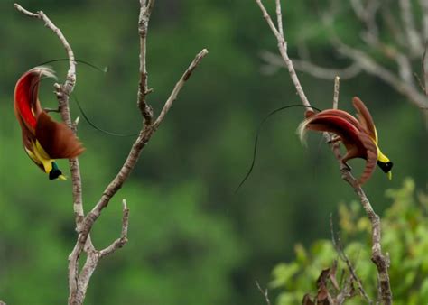 30 Best Nature Documentaries of All Time | Stacker