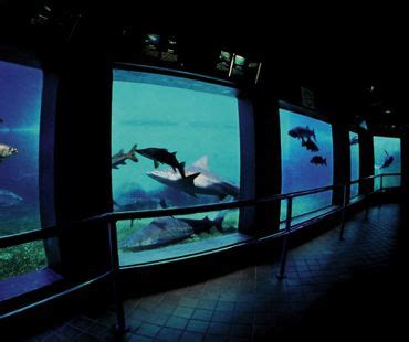 Mote Marine Aquarium | Florida travel, Marine aquarium, Winter in florida